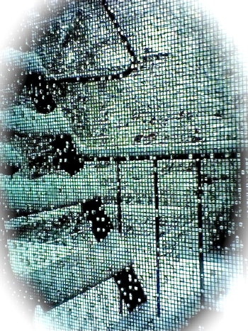 new york schnee feuerleiter