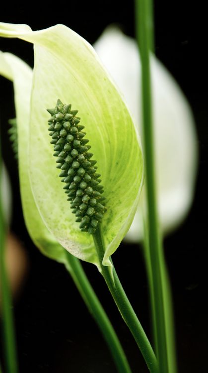 Weiße, verlockende Blüten Weiße, verlockende Blüten